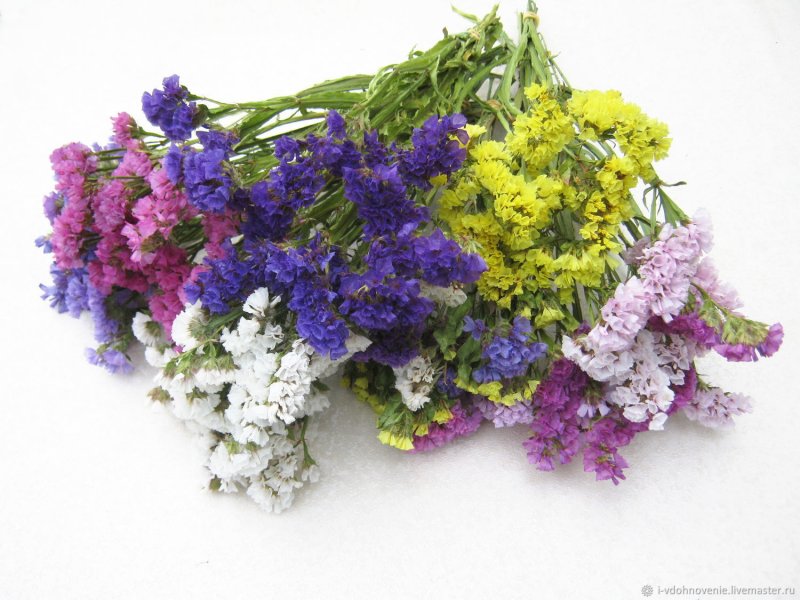 Кермек Гмелина (Limonium gmelinii