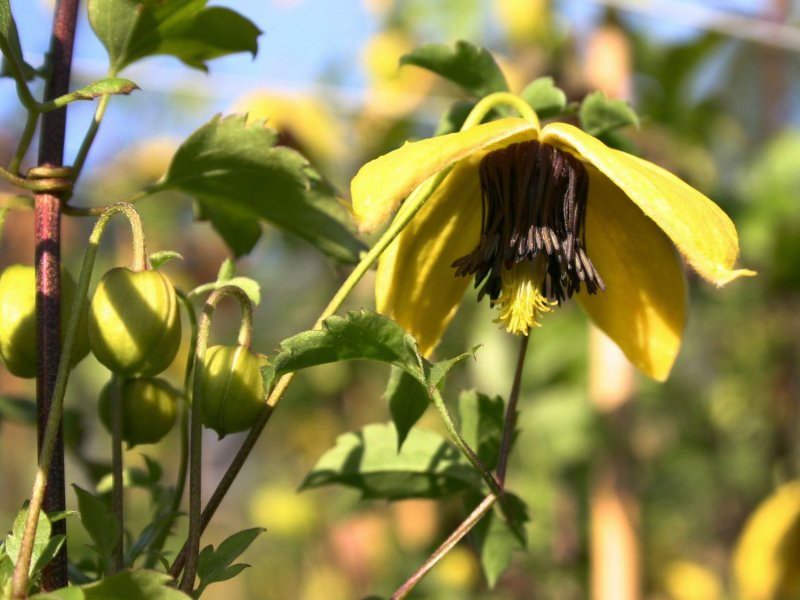 Clematis Panther
