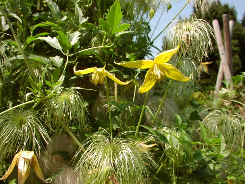 Клематис тангутский "Голден тиара" (Clematis tangutica 'Golden Tiara')