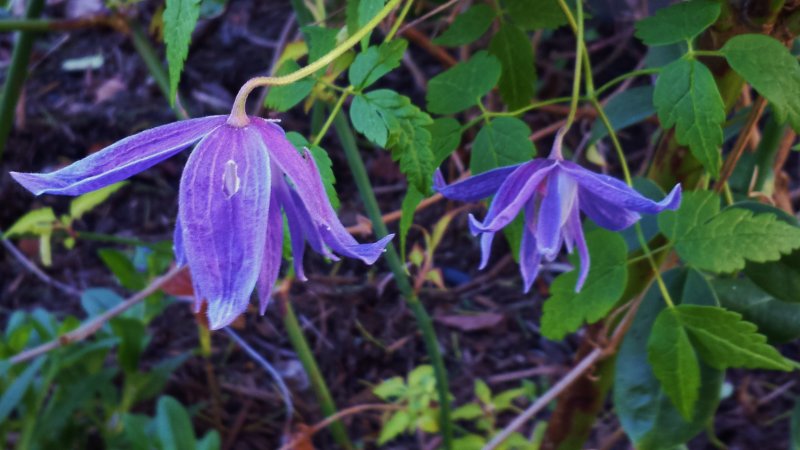 Clematis cirrhosa
