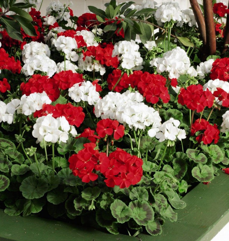 Пеларгония Red and White