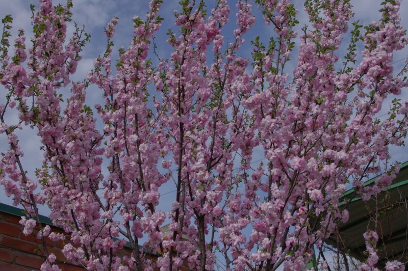 Миндаль трехлопастный луизеания_ Prunus_triloba_