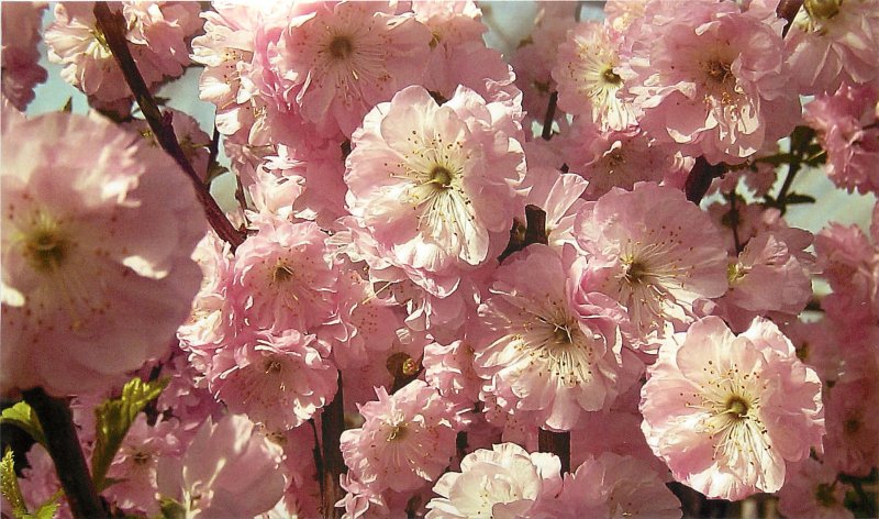 Миндаль кустарник