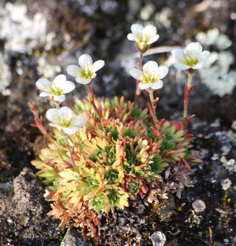 Камнеломки Saxifraga