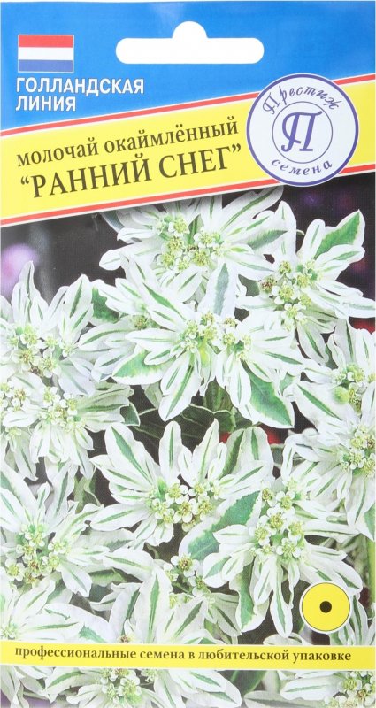 Молочай окаймленный Снежная вершина