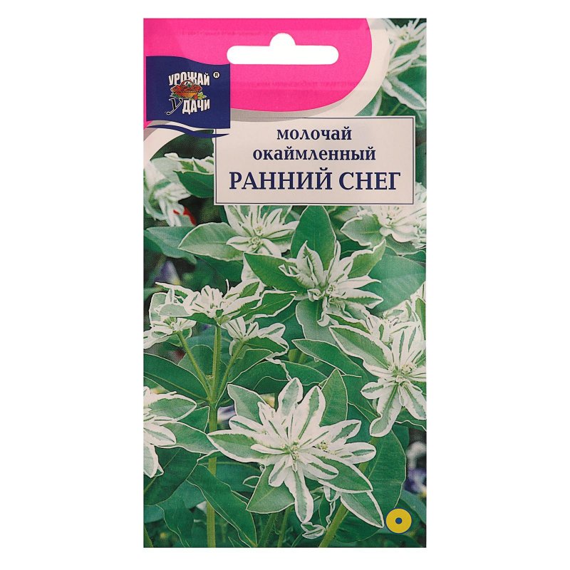 Молочай окаймленный ранний снег