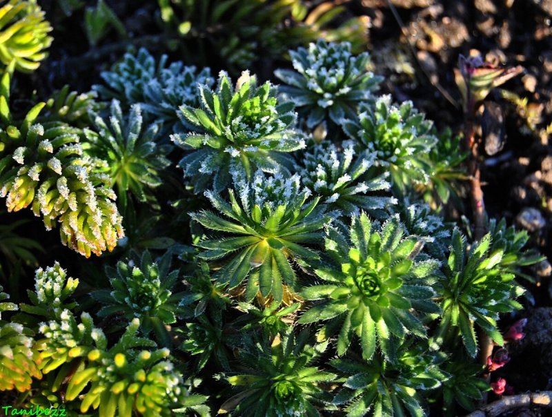 Крупка вечнозеленая Draba aizoides