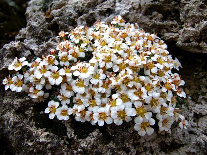 Камнеломка Saxifraga sarmentosa