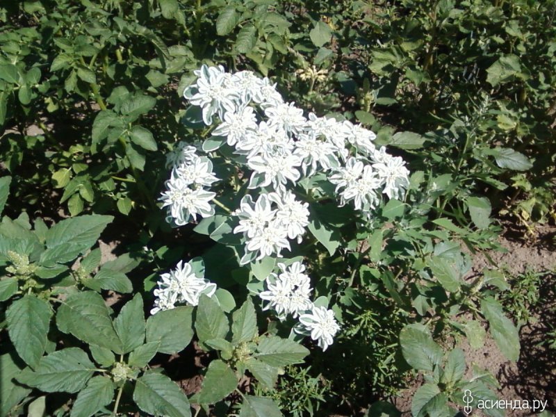 Эуфорбия Маргината