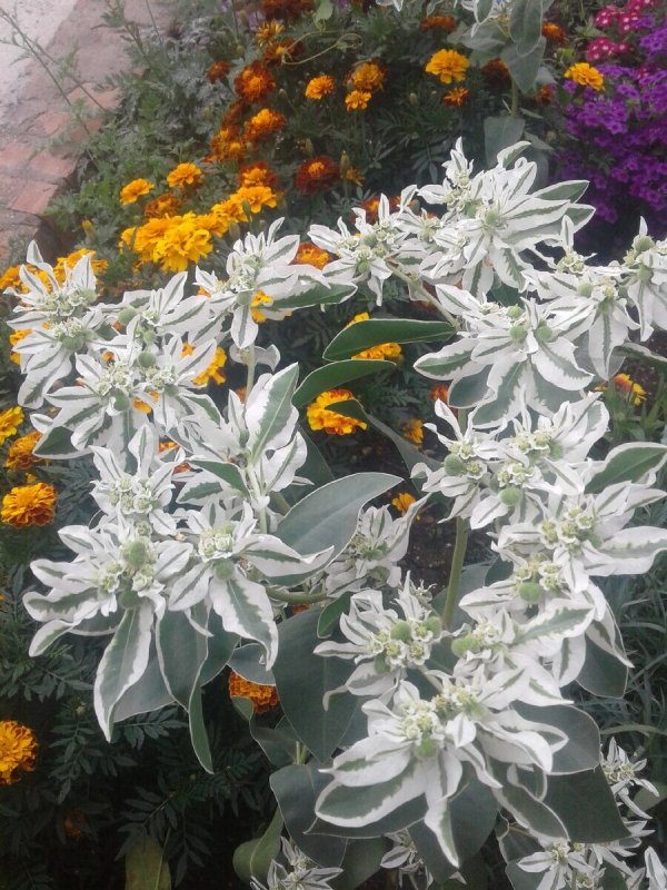 Euphorbia leucocephala