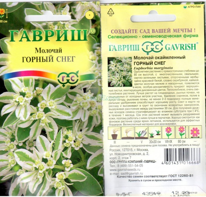 Молочай окаймленный самосев