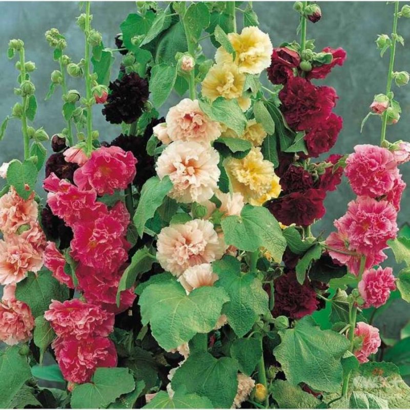 Мальва – Alcea rosea