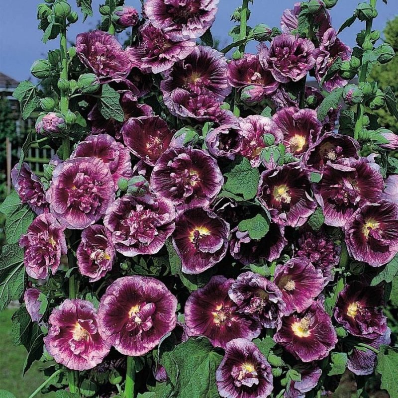 Мальва – Alcea rosea