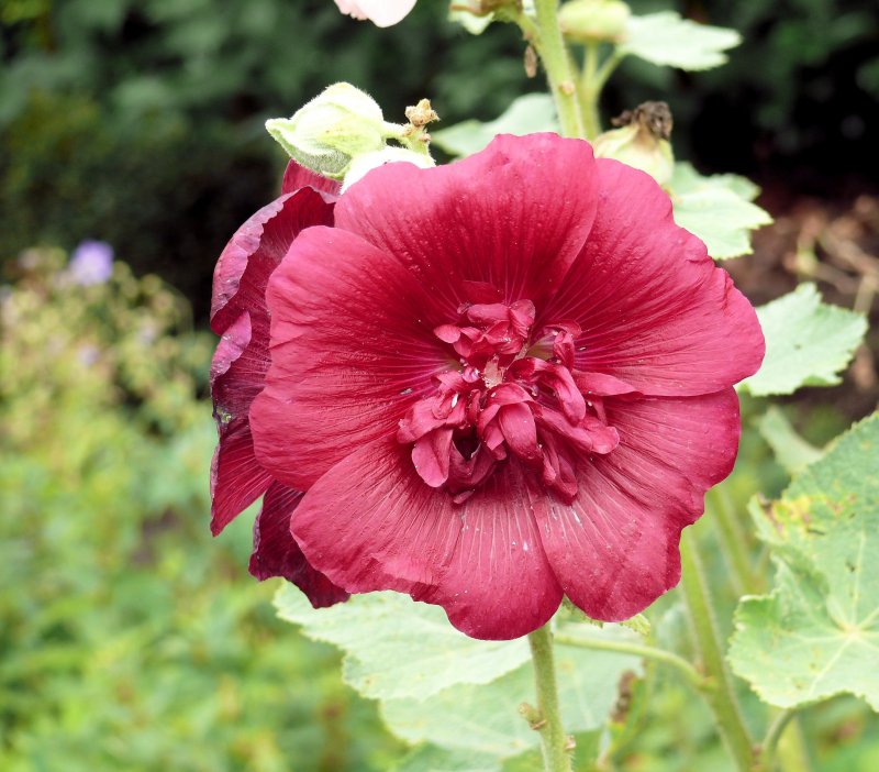 Мальва Red Hollyhock