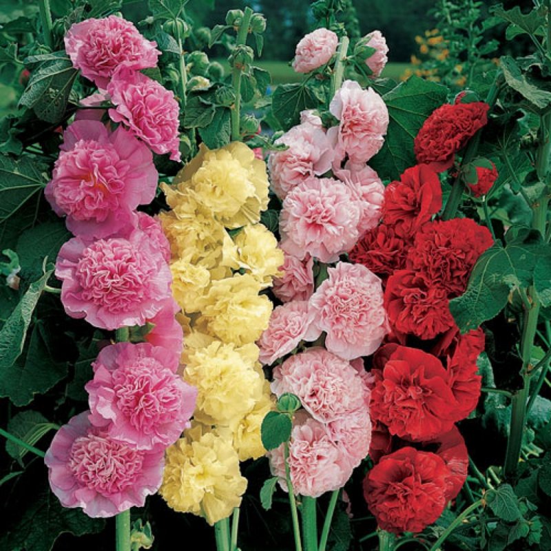 Шток-роза Alcea rosea