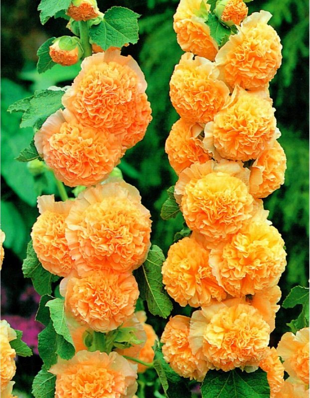 Шток-роза Alcea rosea