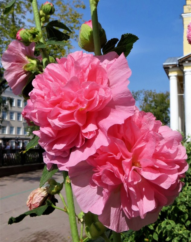 Роза Мальва