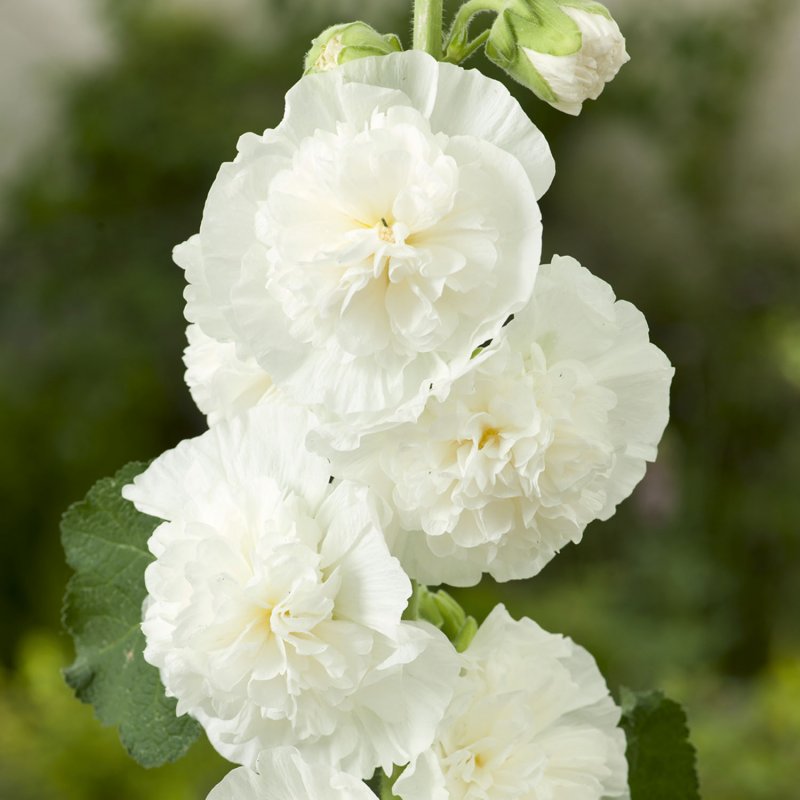 Мальва – Alcea rosea