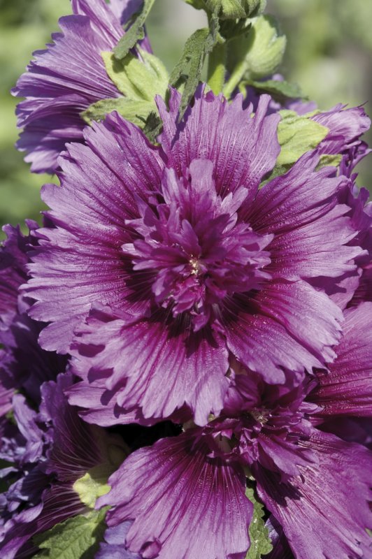 Шток-роза Alcea rosea