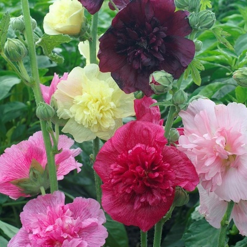 Шток-роза/Мальва (Alcea rosea) Majorette Double Mixed