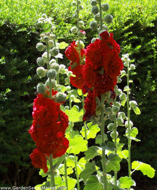 Мальва Alcea rosea Double Red