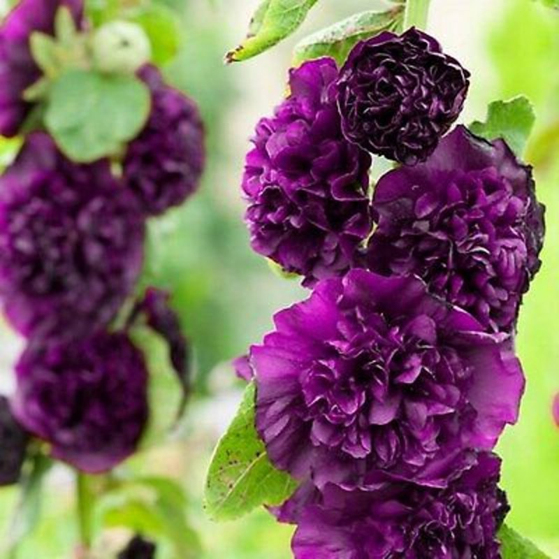 Шток-роза Alcea rosea