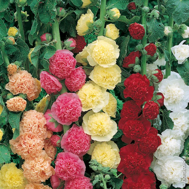 Мальва – Alcea rosea