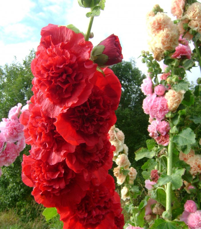 Шток-роза Alcea rosea