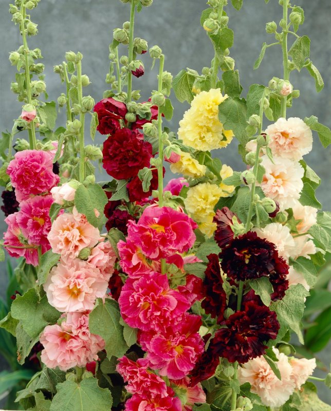 Шток-роза Alcea rosea