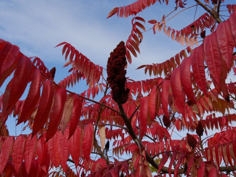 Сумах оленерогий Rhus typhina