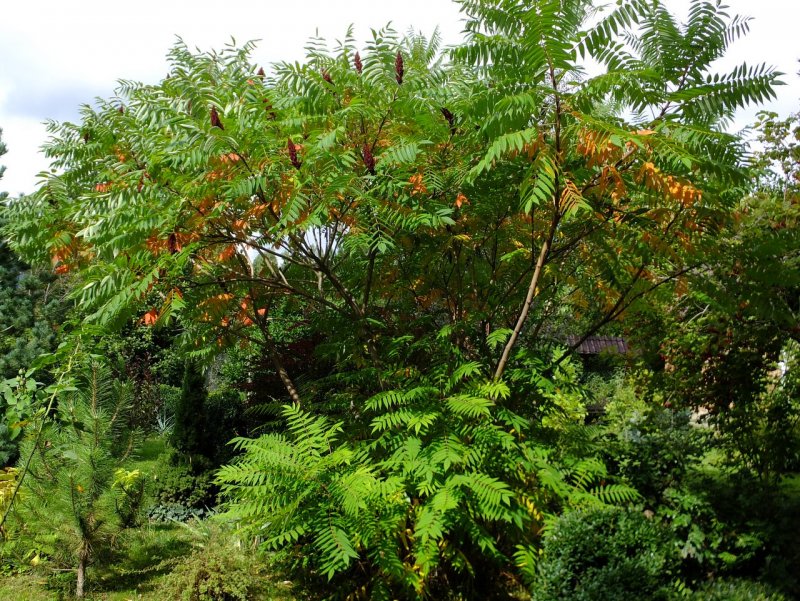 Сумах оленерогий, пушистый, уксусное дерево (Rhus typhina).