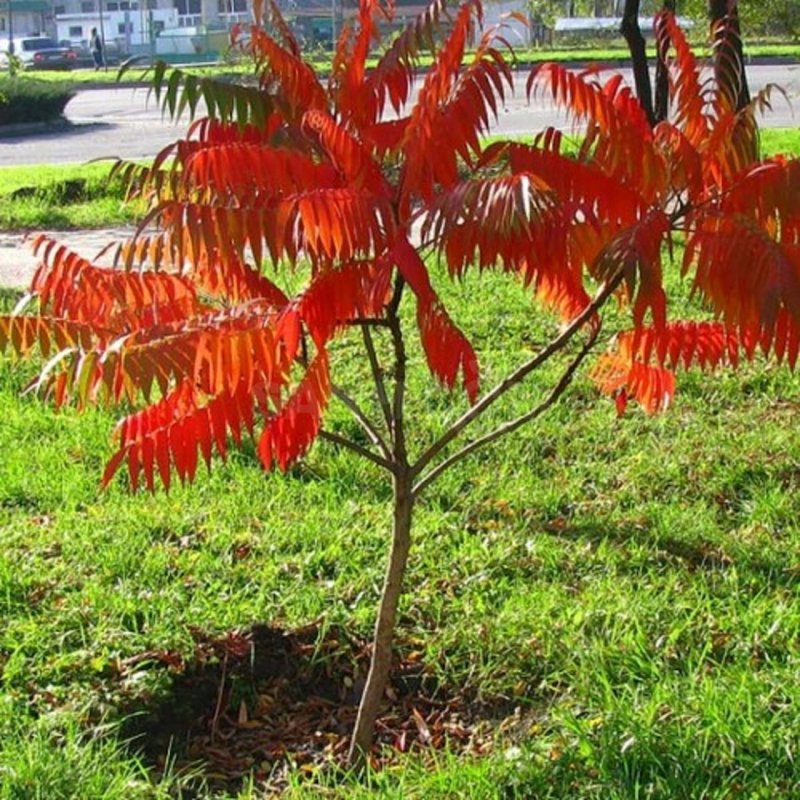 Сумах оленерогий Rhus typhina