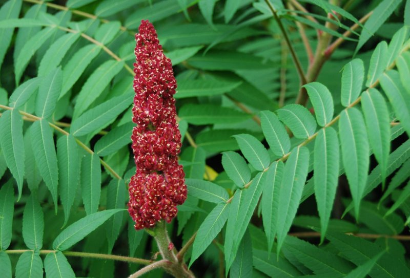 Сумах оленерогий Rhus typhina