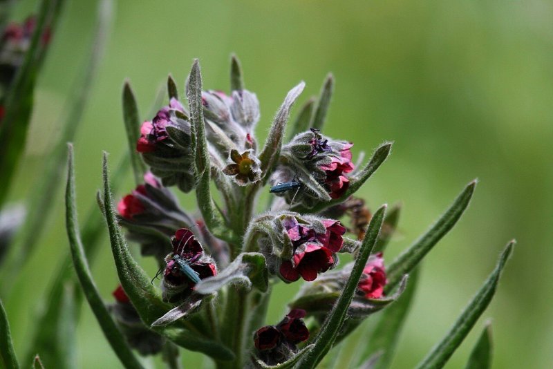Cynoglossum Amabile фото