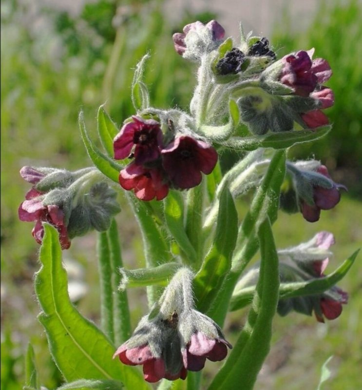 Циноглоссум, чернокорень (Cynoglossum) растение цветок