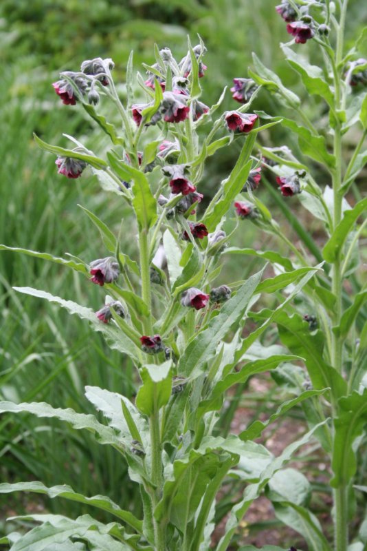 Cynoglossum officinale