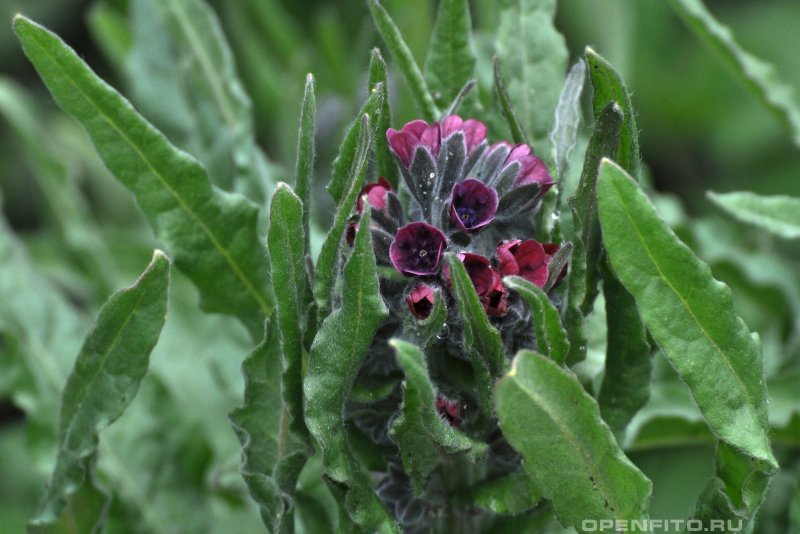 Cynoglossum nervosum