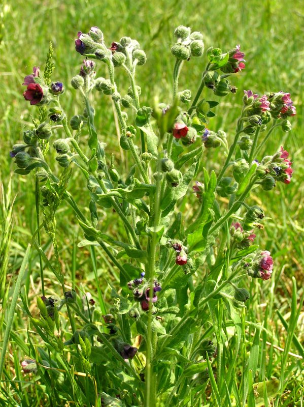 Cynoglossum montanum