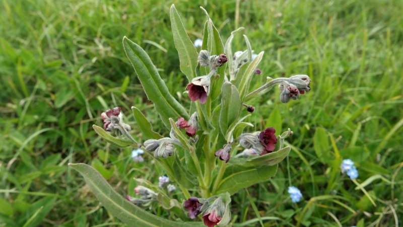 Cynoglossum Germanicum