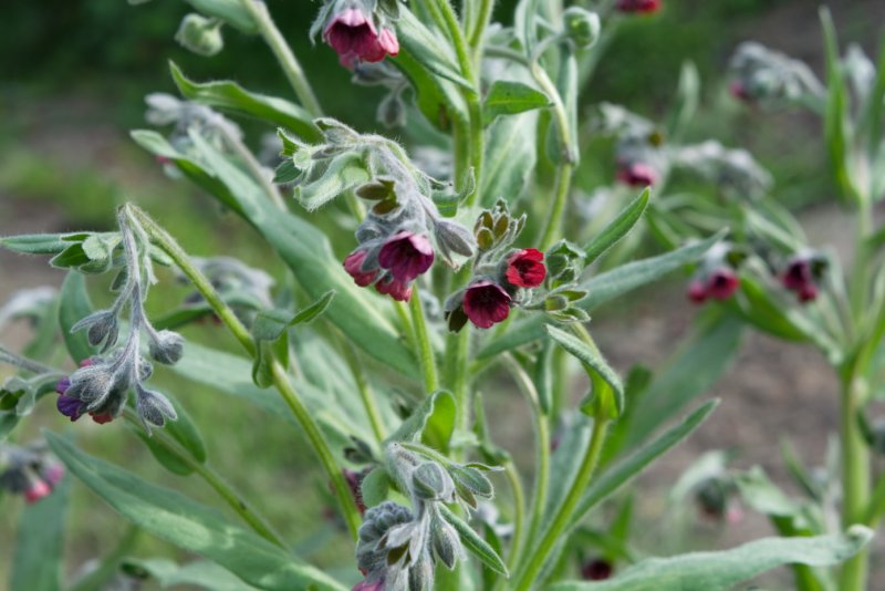 Cynoglossum creticum