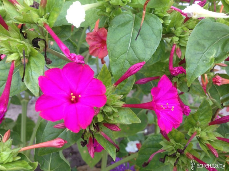 Marvel of Peru