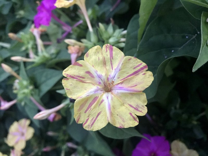 Mirabilis актриса