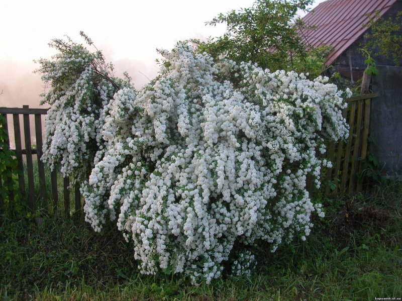 Хименес кустарник