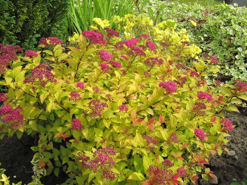 Спирея японская (Spiraea japonica `Golden Princess`)