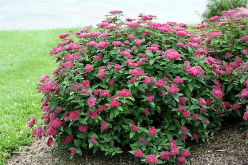 Spiraea japonica Anthony Waterer