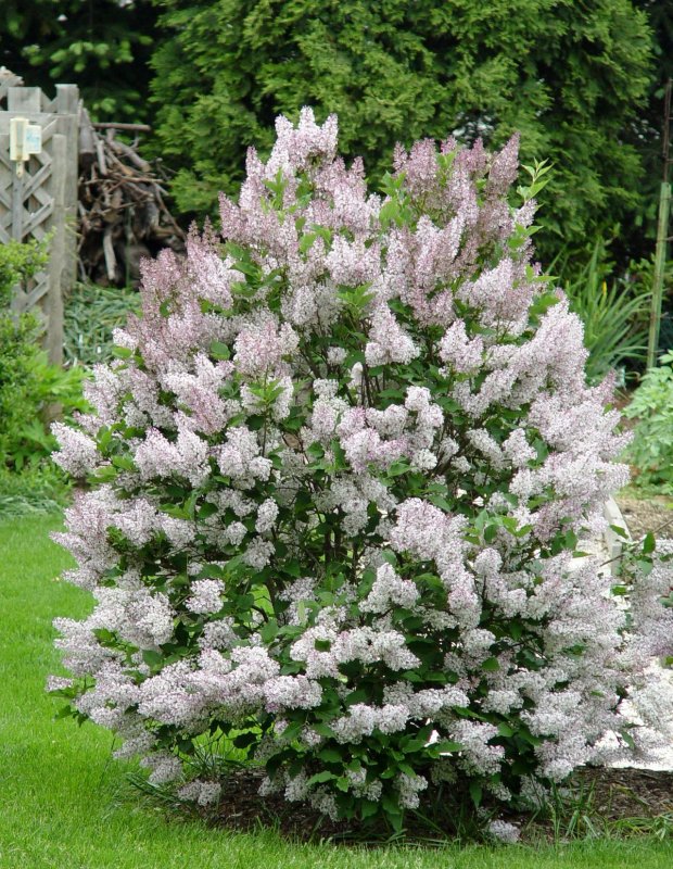 Летиция кустарник