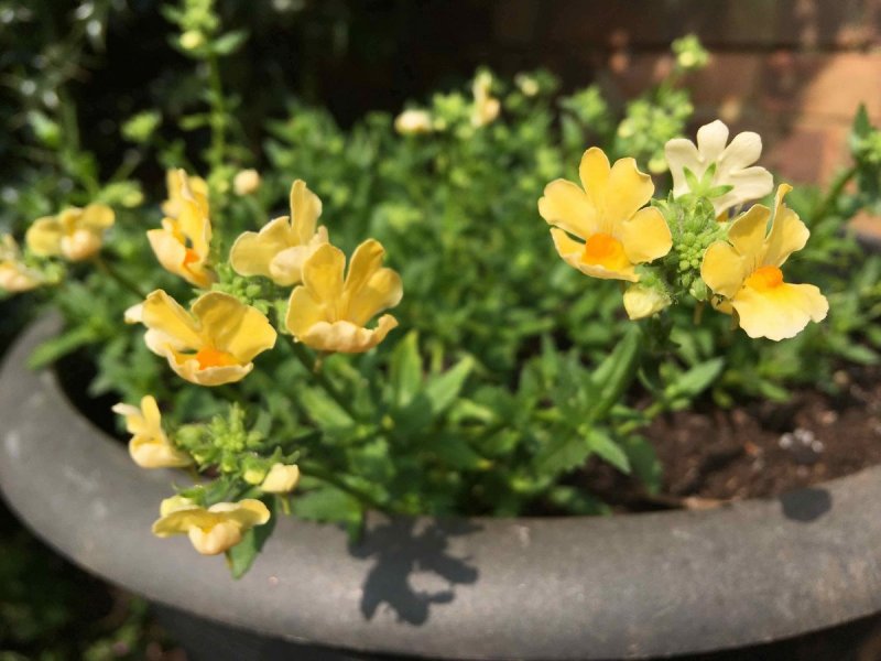 Немезия Trio Yellow