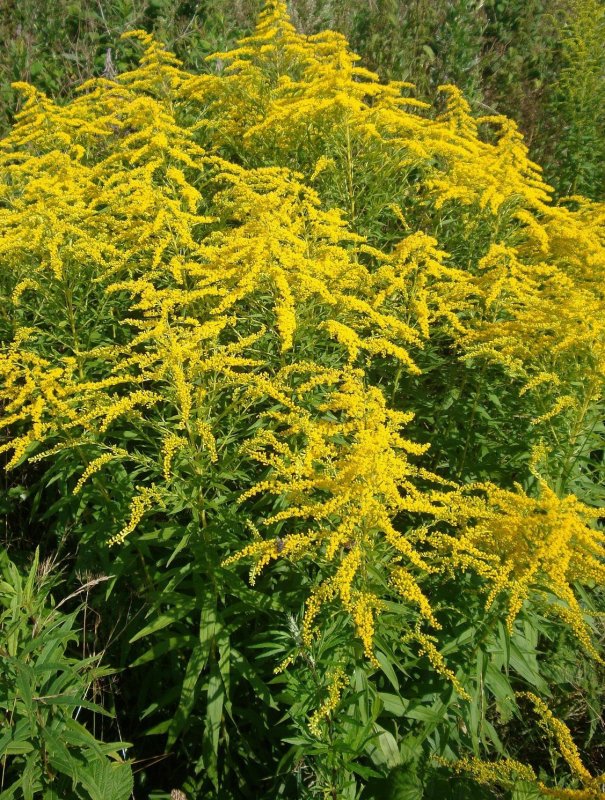 Солидаго 'Citronella'
