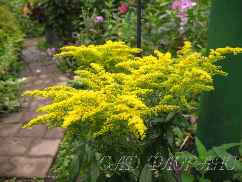 Солидаго, золотарник (Solidago)