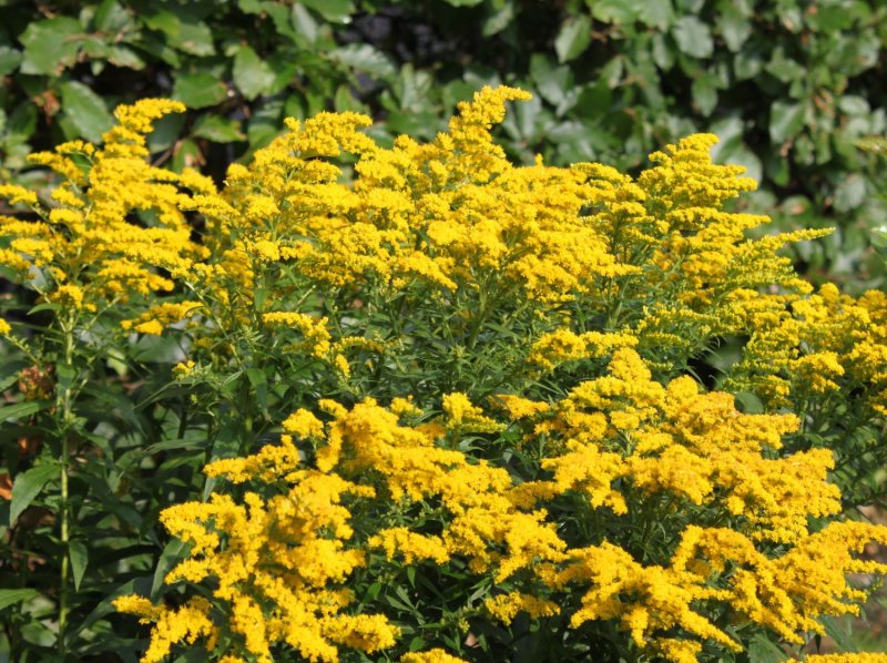 Солидаго, золотарник (Solidago)